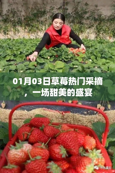 草莓盛宴，冬日采摘樂趣，盡享甜美時光