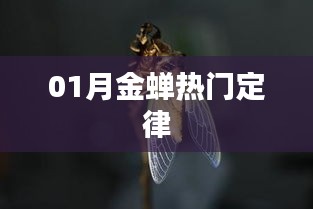 金蟬定律,揭秘一月份熱門趨勢(shì)