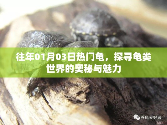 探尋龜類世界的奧秘與魅力，歷年熱門龜種回顧