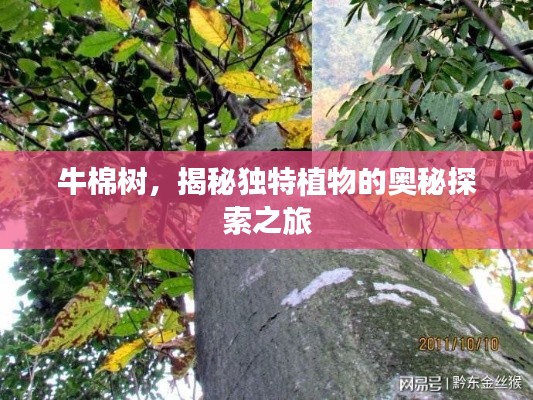 牛棉樹,揭秘獨特植物的奧秘探索之旅