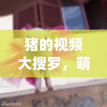 豬的視頻大搜羅，萌趣瞬間一網(wǎng)打盡！