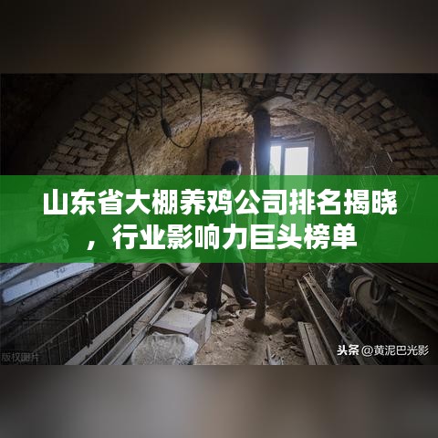 山東省大棚養雞公司排名揭曉,行業影響力巨頭榜單