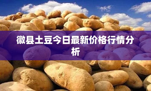 徽縣土豆今日最新價格行情分析