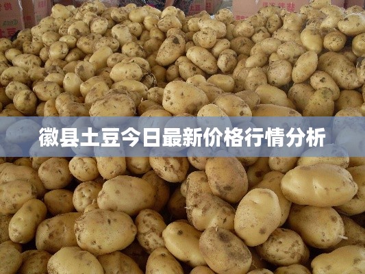 徽縣土豆今日最新價格行情分析