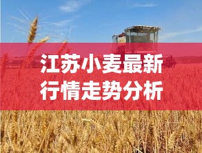 江蘇小麥最新行情走勢分析,今日市場動態揭秘
