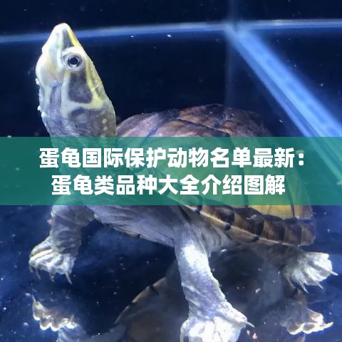 蛋龜國際保護動物名單最新:蛋龜類品種大全介紹圖解