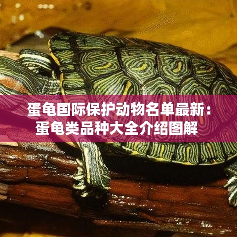 蛋龜國際保護動物名單最新:蛋龜類品種大全介紹圖解