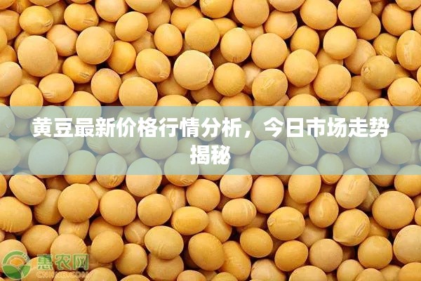 黃豆最新價格行情分析,今日市場走勢揭秘