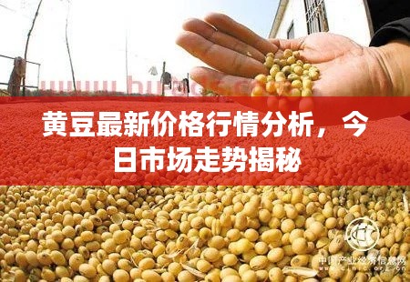 黃豆最新價格行情分析,今日市場走勢揭秘