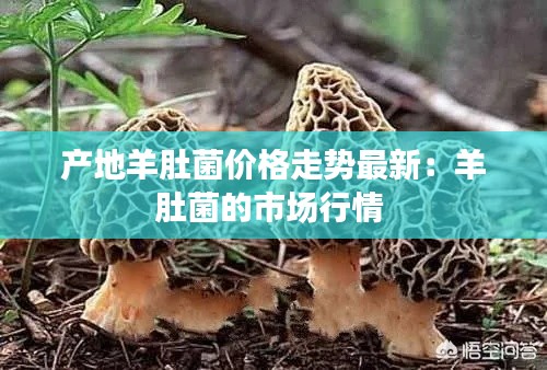 產(chǎn)地羊肚菌價(jià)格走勢(shì)最新：羊肚菌的市場(chǎng)行情 