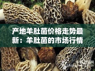 產地羊肚菌價格走勢最新:羊肚菌的市場行情