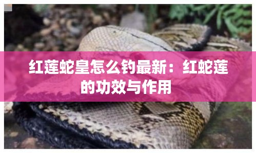 紅蓮蛇皇怎么釣最新:紅蛇蓮的功效與作用