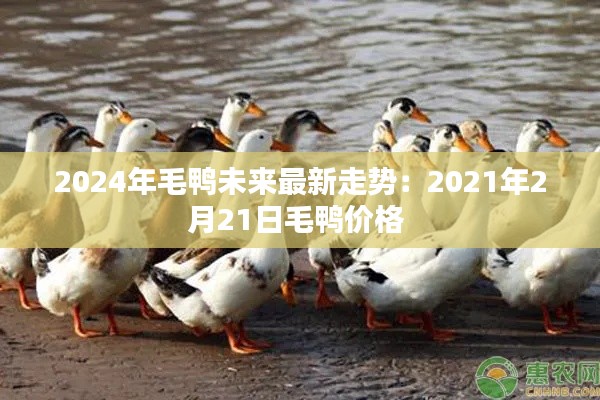 2024年毛鴨未來最新走勢:2021年2月21日毛鴨價格