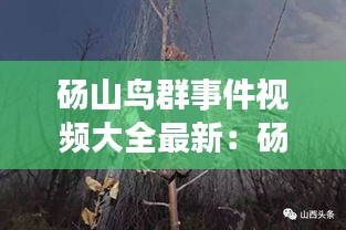 碭山鳥(niǎo)群事件視頻大全最新:碭山死三人