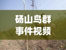 碭山鳥群事件視頻大全最新:碭山死三人