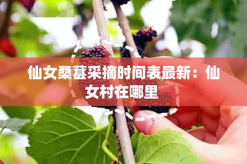 仙女桑葚采摘時間表最新:仙女村在哪里