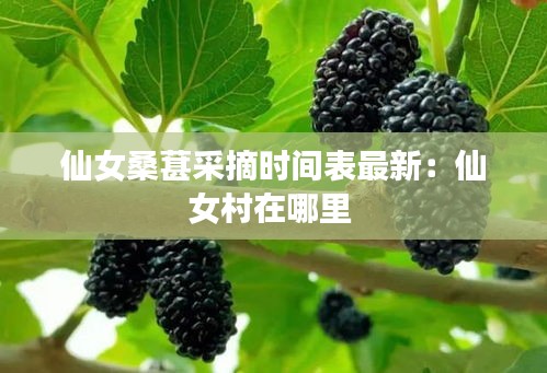 仙女桑葚采摘時間表最新:仙女村在哪里