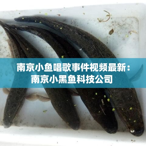 南京小魚唱歌事件視頻最新:南京小黑魚科技公司