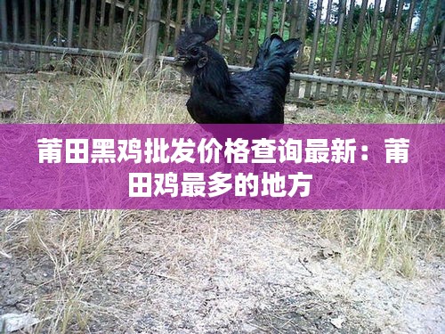 莆田黑雞批發價格查詢最新:莆田雞最多的地方