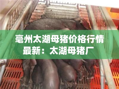 毫州太湖母豬價格行情最新:太湖母豬廠