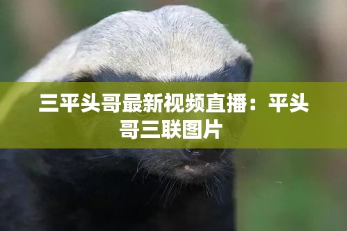 三平頭哥最新視頻直播:平頭哥三聯圖片