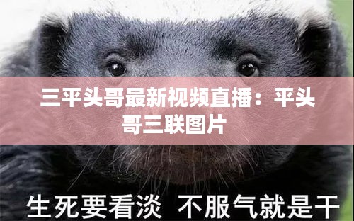 三平頭哥最新視頻直播:平頭哥三聯圖片