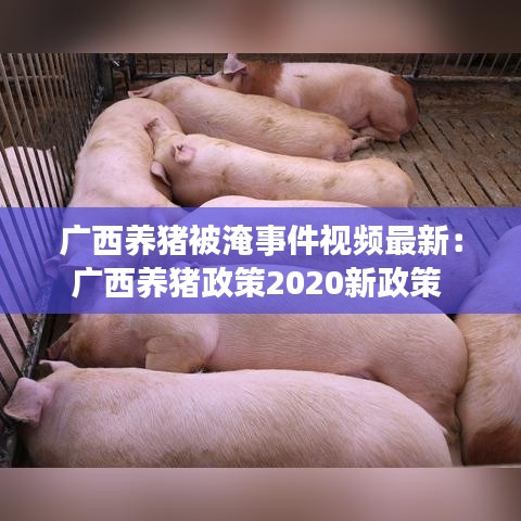 廣西養豬被淹事件視頻最新：廣西養豬政策2020新政策 