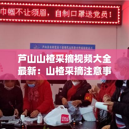 蘆山山楂采摘視頻大全最新:山楂采摘注意事項