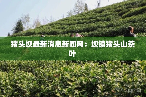 豬頭壩最新消息新聞網(wǎng):壩鎮(zhèn)豬頭山茶葉