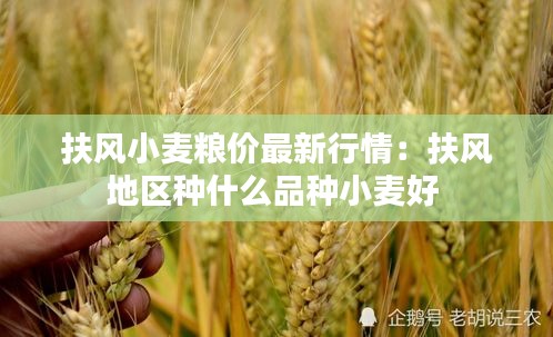 扶風小麥糧價最新行情:扶風地區種什么品種小麥好