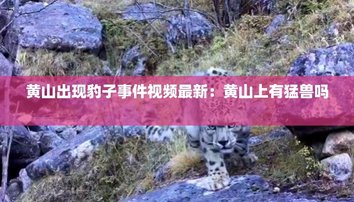 黃山出現豹子事件視頻最新：黃山上有猛獸嗎 