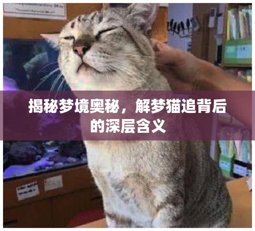 揭秘夢境奧秘，解夢貓追背后的深層含義