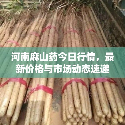 河南麻山藥今日行情，最新價格與市場動態速遞