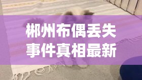 郴州布偶丟失事件真相最新:郴州布偶丟失事件真相最新消息