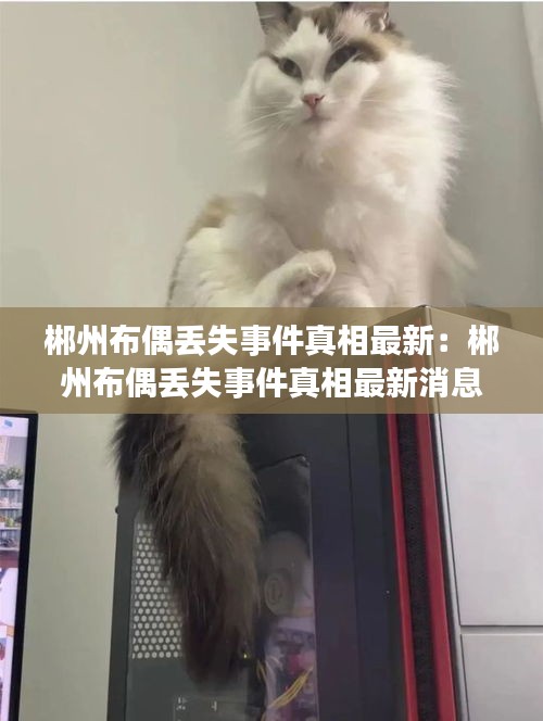 郴州布偶丟失事件真相最新:郴州布偶丟失事件真相最新消息