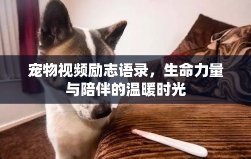 寵物視頻勵志語錄,生命力量與陪伴的溫暖時光