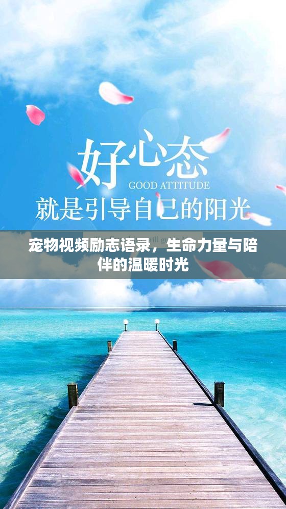 寵物視頻勵志語錄,生命力量與陪伴的溫暖時光