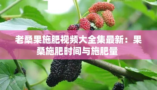 老桑果施肥視頻大全集最新:果桑施肥時(shí)間與施肥量