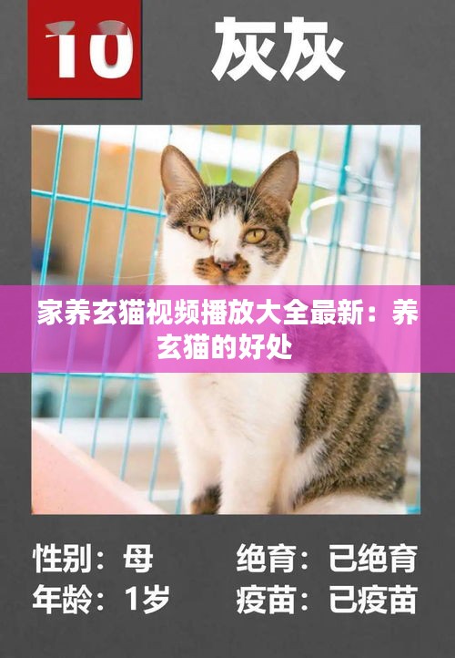 家養玄貓視頻播放大全最新:養玄貓的好處