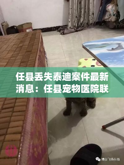 任縣丟失泰迪案件最新消息:任縣寵物醫院聯系方式