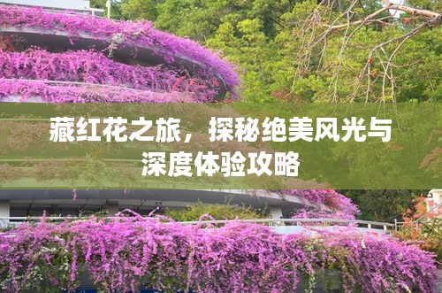 藏紅花之旅,探秘絕美風光與深度體驗攻略