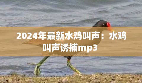 2024年最新水雞叫聲:水雞叫聲誘捕mp3