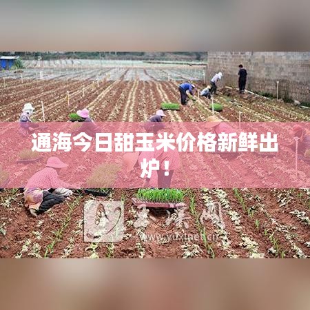 通海今日甜玉米價格新鮮出爐!