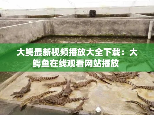 大鱷最新視頻播放大全下載:大鱷魚在線觀看網(wǎng)站播放