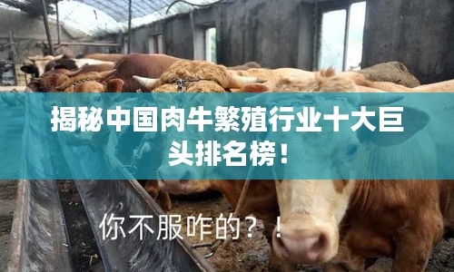 揭秘中國肉牛繁殖行業(yè)十大巨頭排名榜!