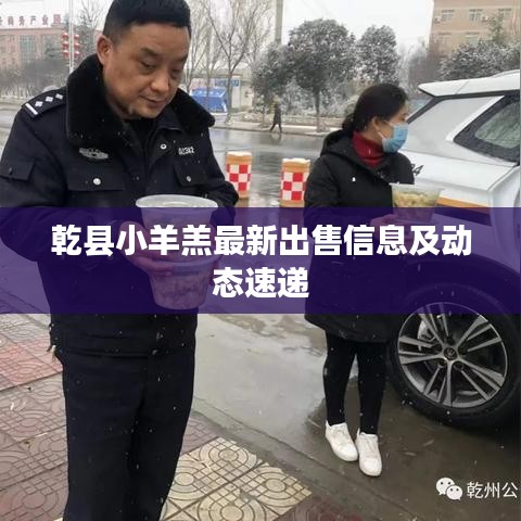 乾縣小羊羔最新出售信息及動態速遞