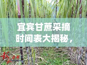 宜賓甘蔗采摘時(shí)間表大揭秘,最新時(shí)間表助你輕松掌握采摘好時(shí)機(jī)!