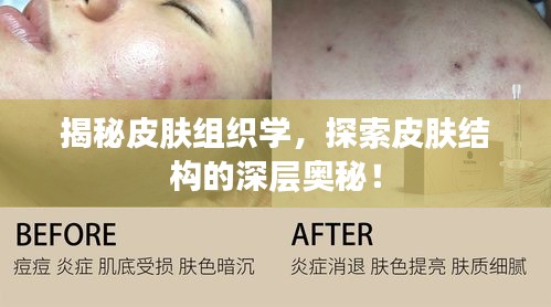 揭秘皮膚組織學,探索皮膚結構的深層奧秘!