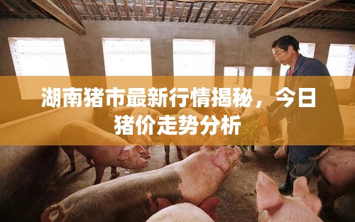 湖南豬市最新行情揭秘,今日豬價走勢分析