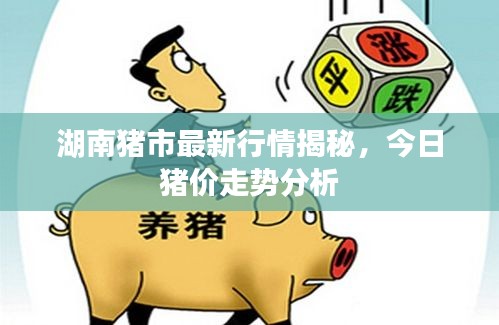 湖南豬市最新行情揭秘,今日豬價走勢分析
